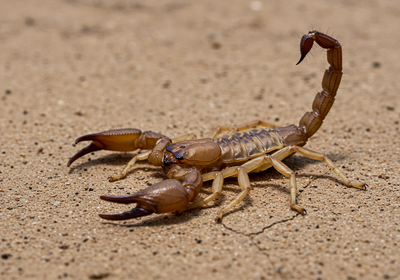 East Texas Scorpion Control: Protect Your Home from Unwanted Stingers